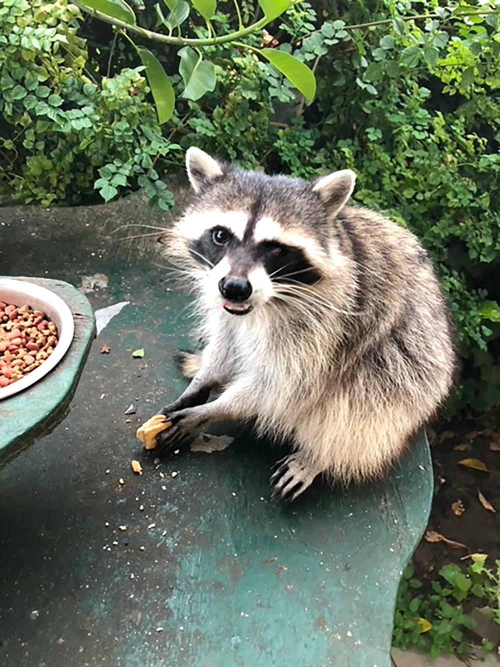 A raccoon sits on a green table, holding a peanut butter cookie, amidst a lush garden.