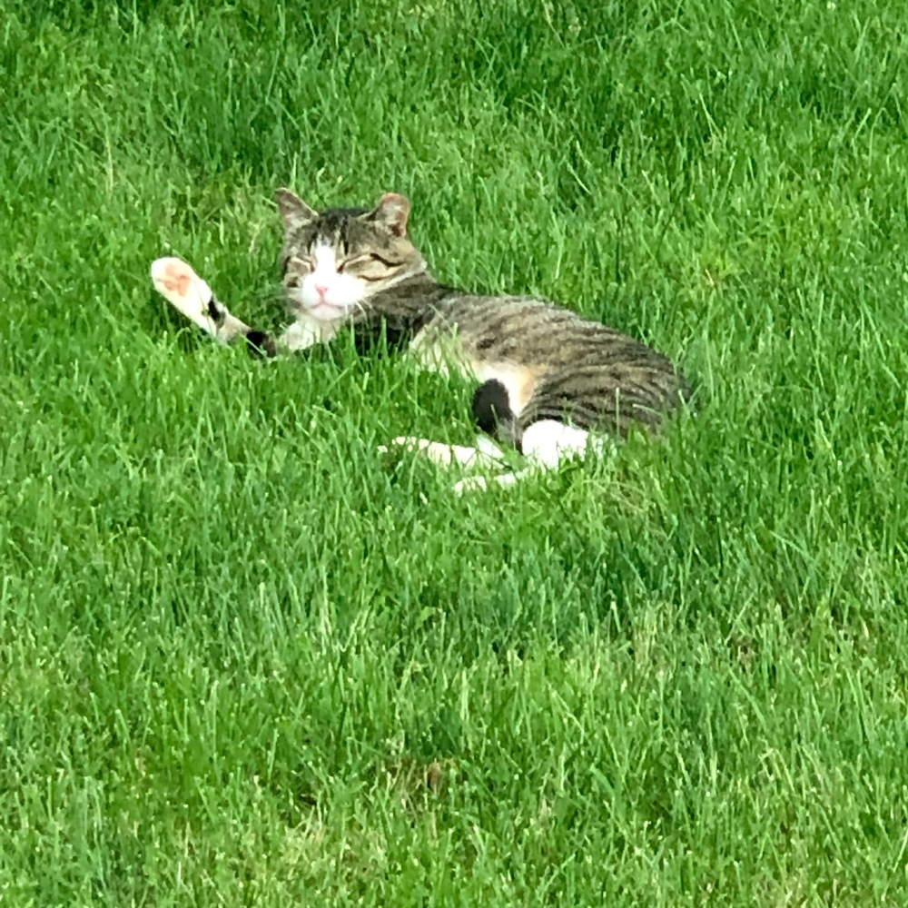 Petey a beloved stray tuxedo cat comfortably relaxes on a vibrant green lawn embodying the warmth and care provided by the entire neighborhood