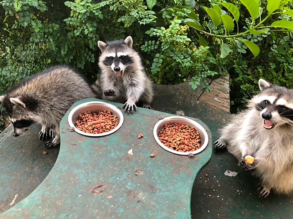 Two young jubilant and amazing raccoons eating from separate bowls placed close together on a green table surrounded by plants.