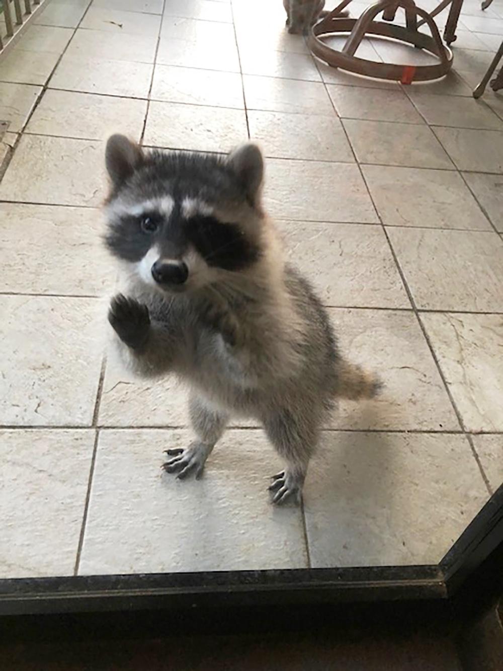 Close-up of a raccoon peering inside through a glass door, standing upright, showing its curiosity and engagement with the indoor environment.