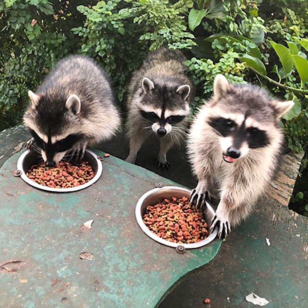 Three raccoons eating from bowls filled with kibbles on a green metal platform surrounded by lush greenery in a serene backyard