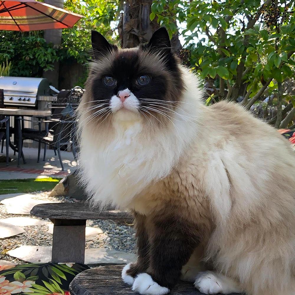 Koa the rag doll cat resembling a plush king with a dogs playful heart sits regally in a garden his fur kissed by sunlight embodying the serene yet commanding spirit of a cat dog
