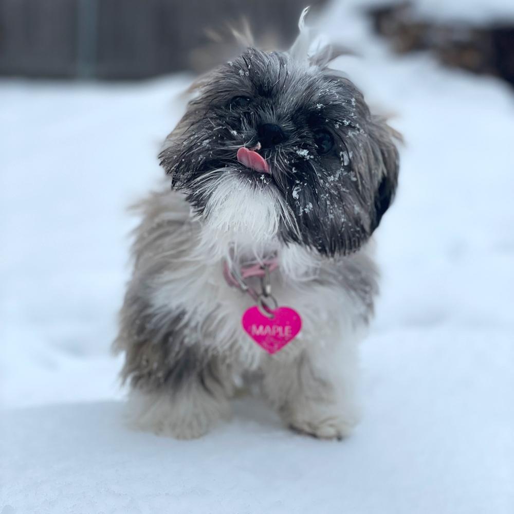 Seven month old puppy tatum dressed in a pink collar joyfully catches snowflakes on her tongue during a snowy day in dover