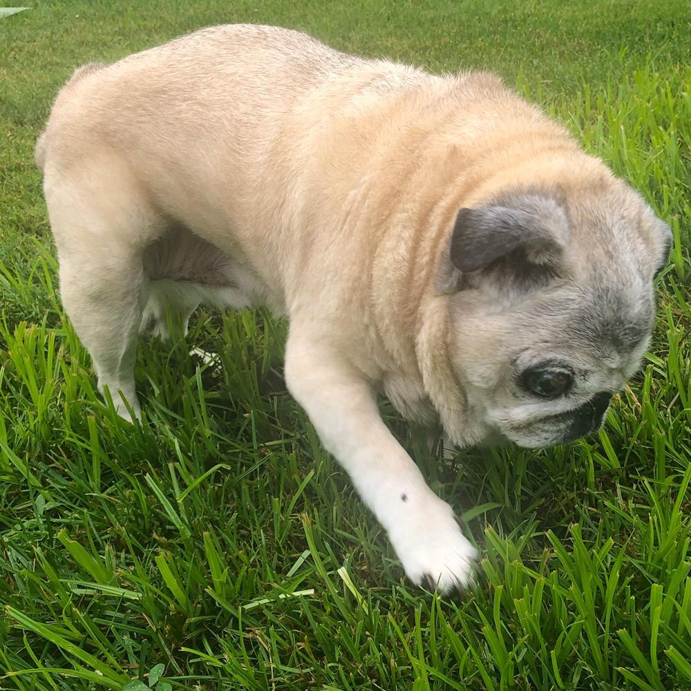 Teddy the pug aged joyfully plays in the grass exploring with keen senses embodying enduring youthful spirit despite his age