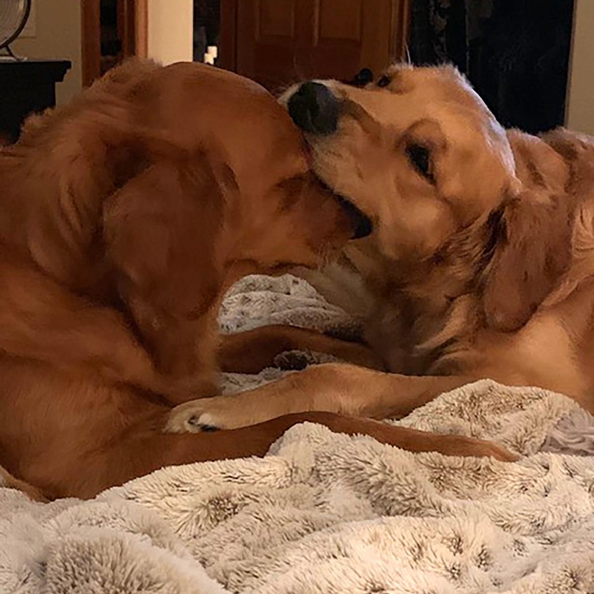 Titan and gracie two golden retrievers playfully engage on a cozy blanket with titan pretending to nibble on gracies ear showcasing their strong bond and playful spirits