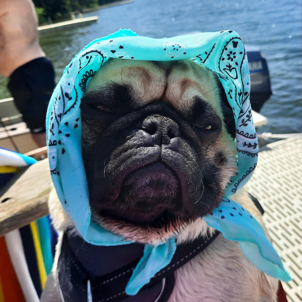 Walter the pug dressed in a blue harry potter bandana enjoys a playful day by the lake capturing the essence of a joyful and carefree day outdoors