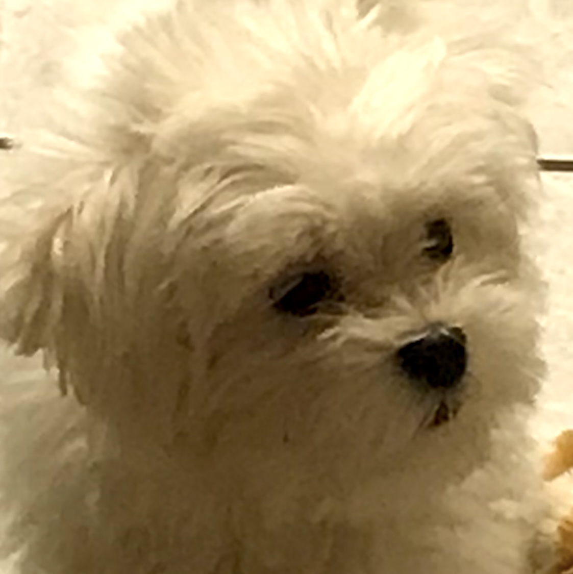 An adorable Maltese puppy named Darcy sits attentively, her fluffy white fur and dark eyes making her irresistibly cute.