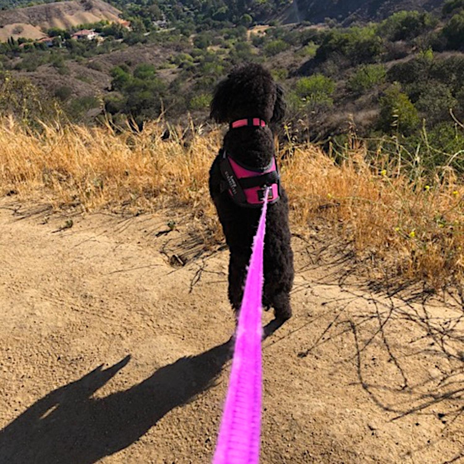 Toy Poodle Lucy looking over a scenic view during a walk on Old Mulholland.