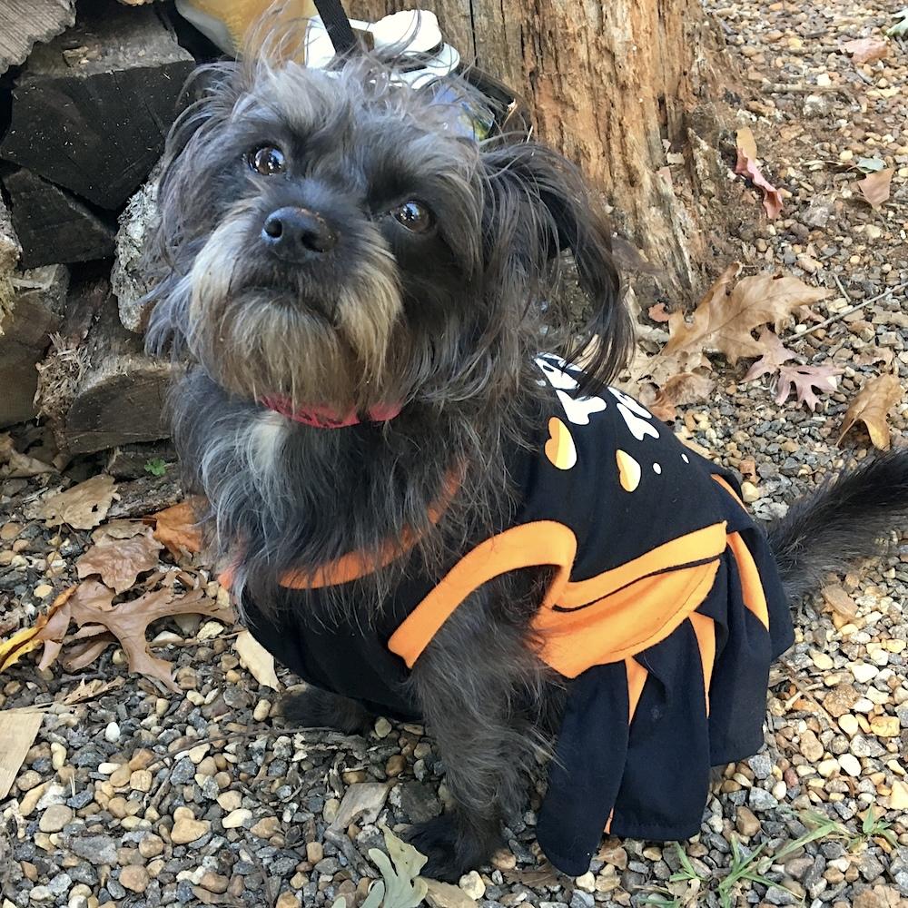 Noel, an amazing rescue dog wearing an orange and black outfit, sitting outdoors with a loving and curious expression.