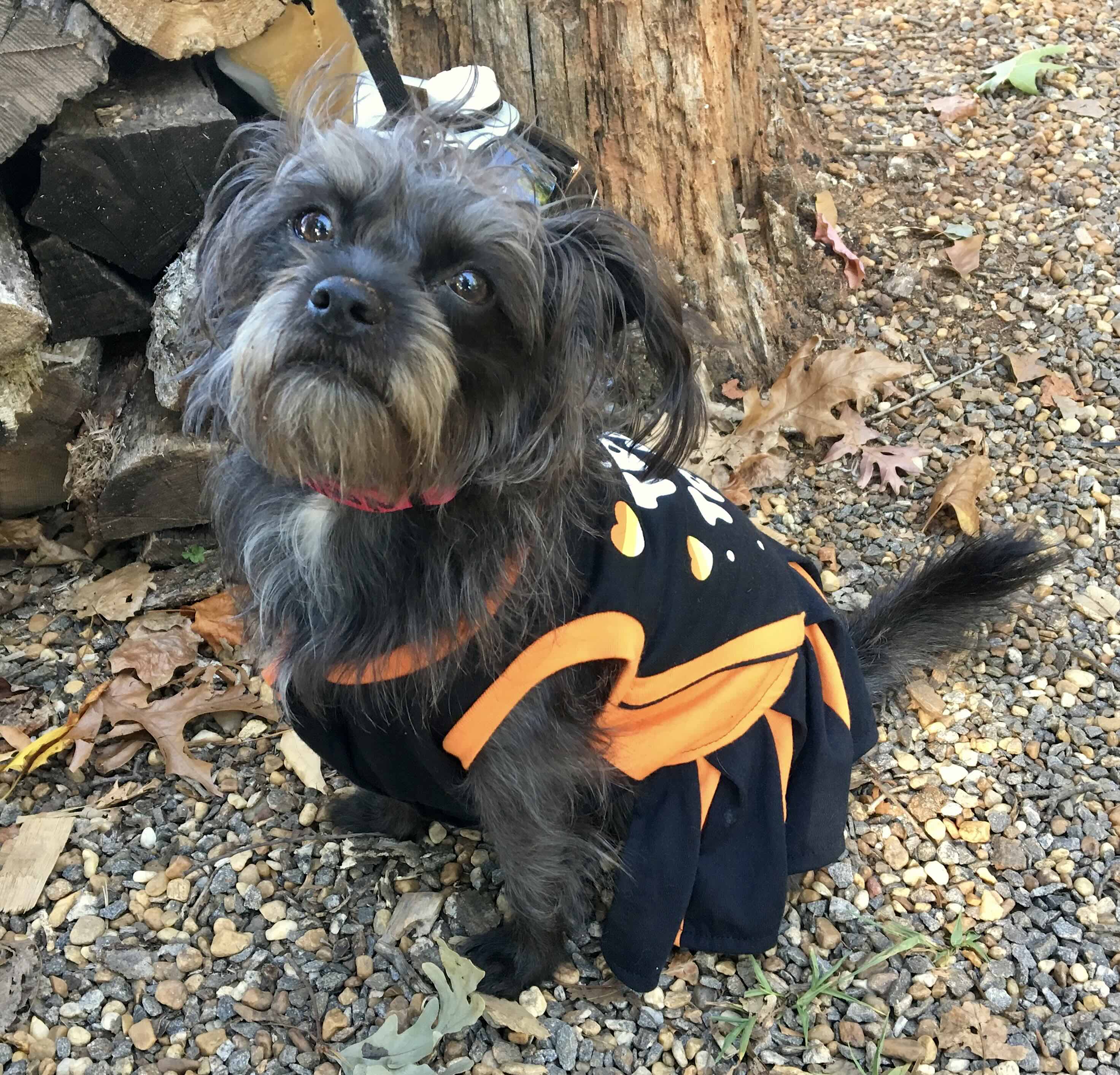 Amazing Rescue Dog Brings Happiness to Her Devoted Owner