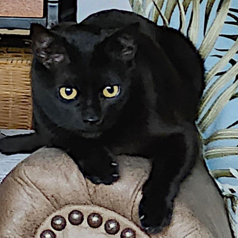 Black cat lying on a chair armrest, looking intently ahead, symbolizing her ruling over larger kitties.