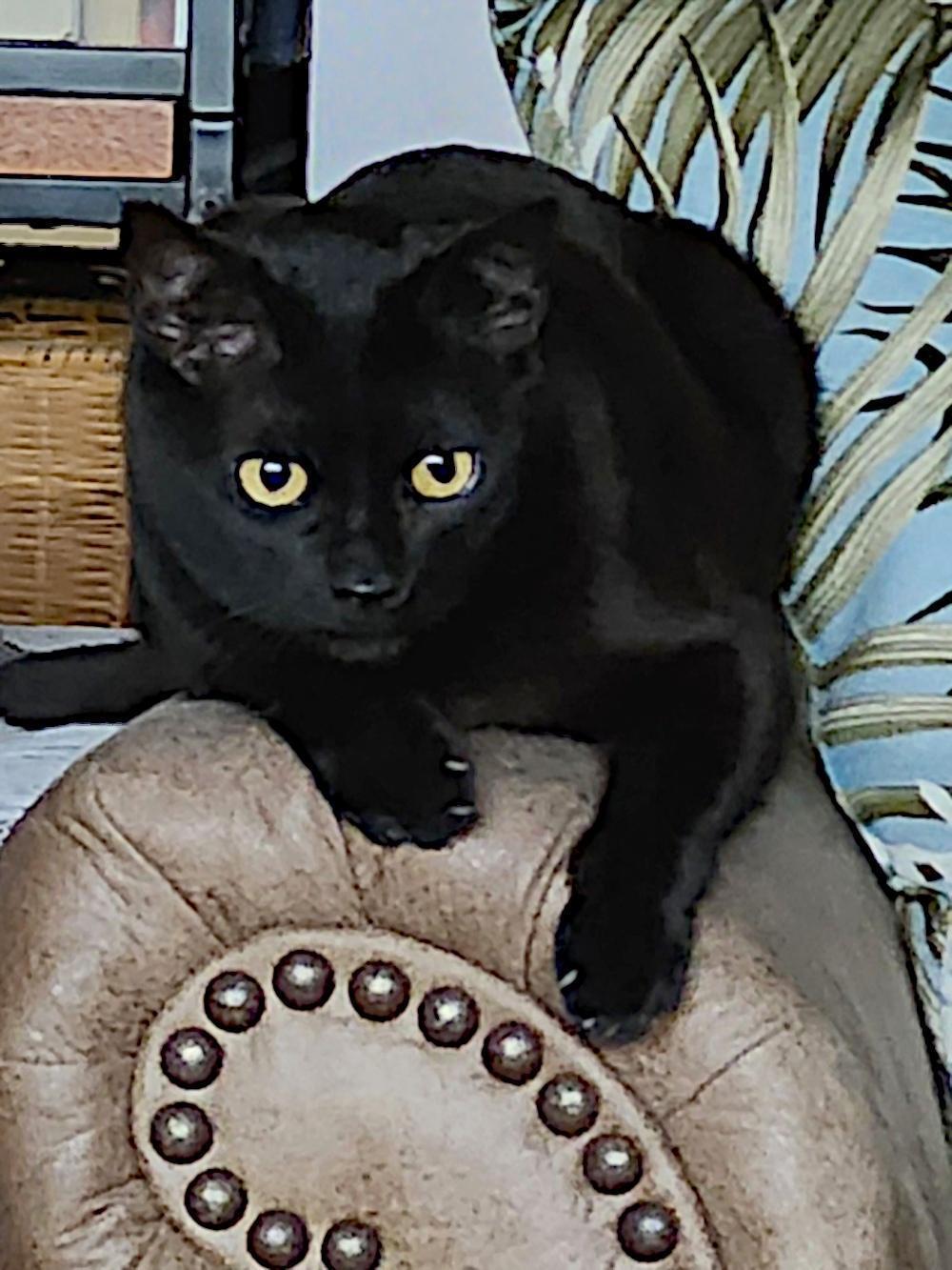 Black Cat Ruling Home with Thrilling Love and Charm