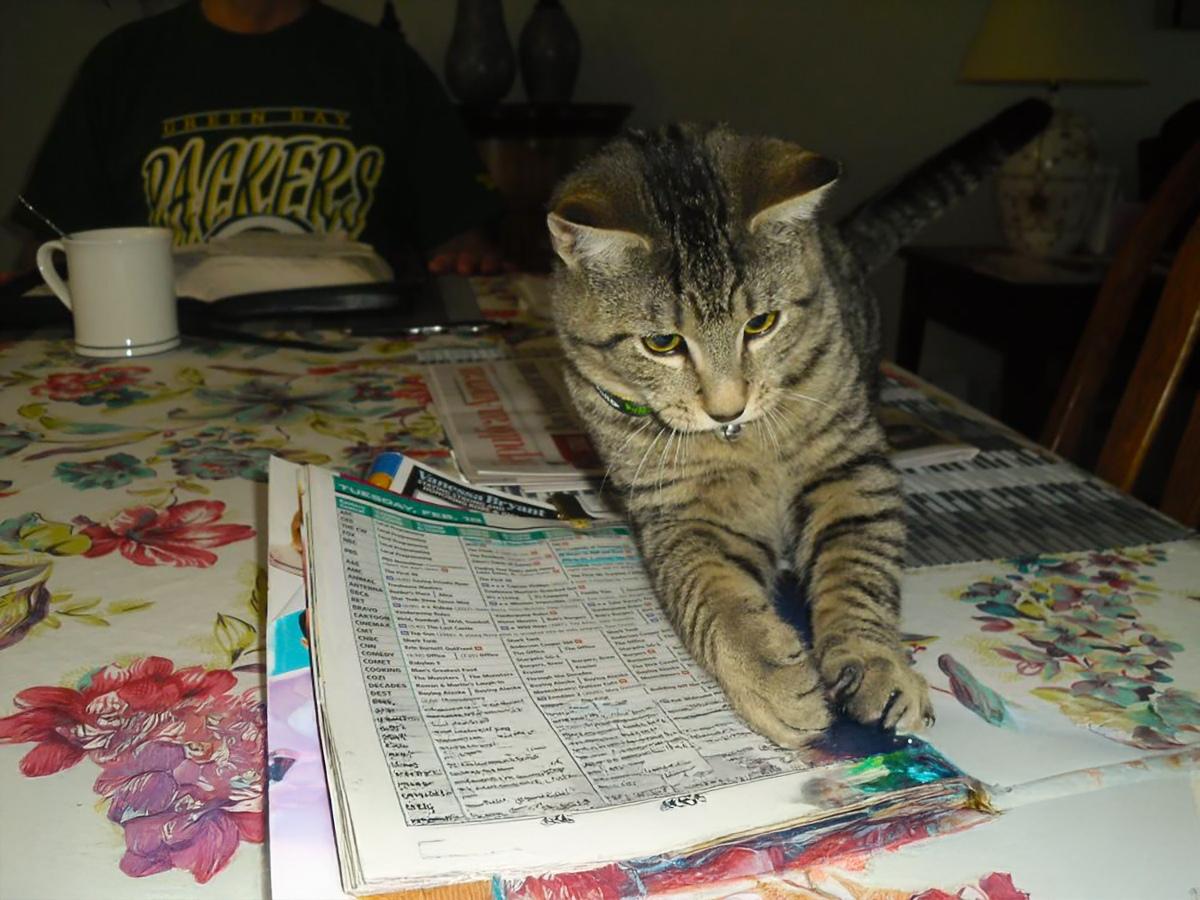 Astonishing Cat Can’t Get Enough of the Latest Headlines