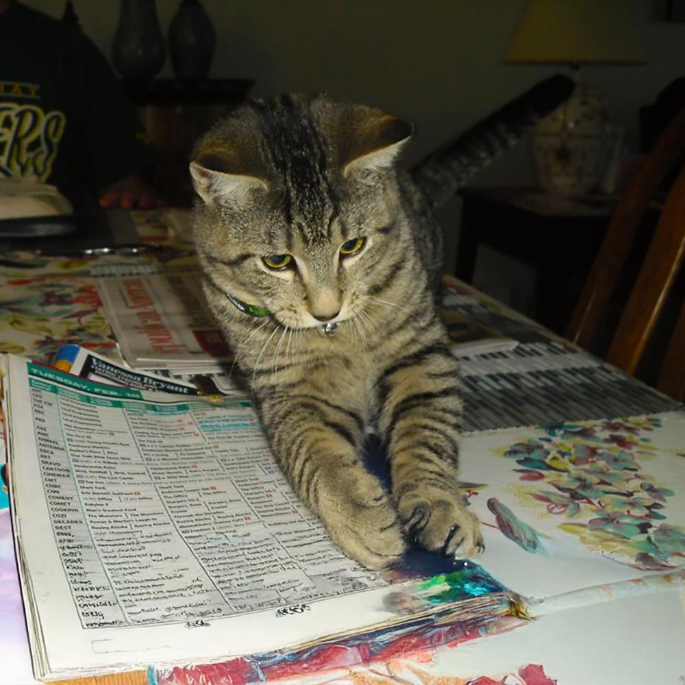 Milo, an astonishing tabby cat, is sitting at a table with a newspaper, appearing to read it intently.