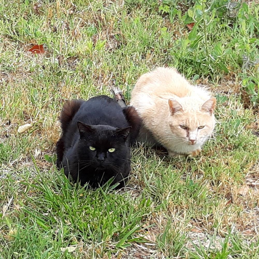 Lucky, a black feral cat, and Sherbert, a light orange feral cat, lie on the grass, showcasing their fearless nature and unique bond.