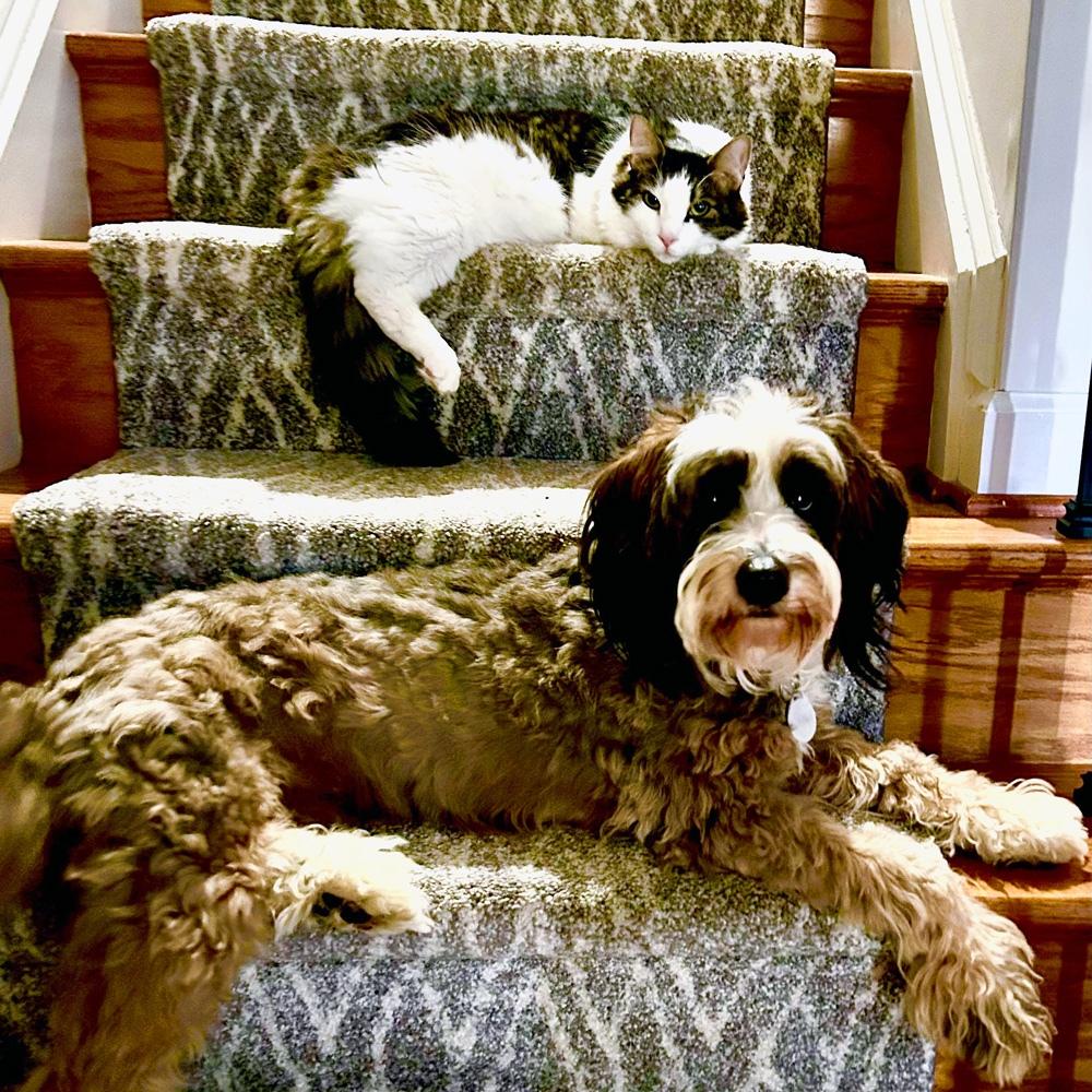 Sadie the Mini-Bernedoodle and Taco the cat lounging on a staircase, happily waiting to welcome their owner home.