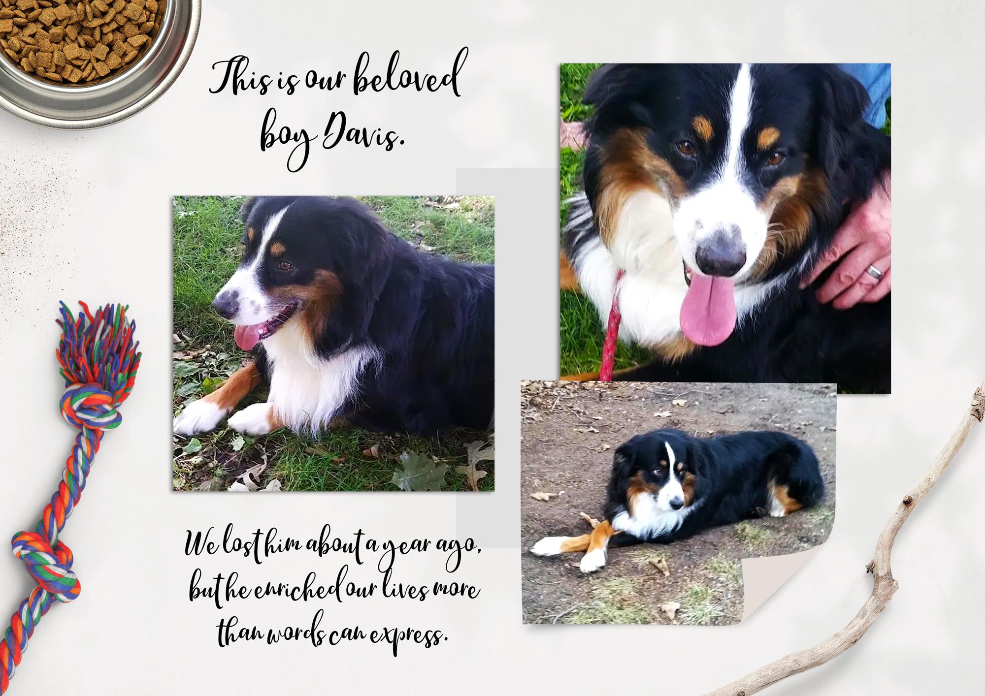 Davis, a beautiful tri-colored dog, is remembered lovingly by his family for the happiness and love he brought into their lives.