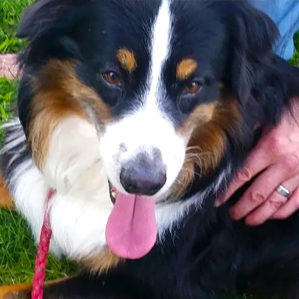 Davis, a beautiful tri-colored dog, is remembered lovingly by his family for the happiness and love he brought into their lives.