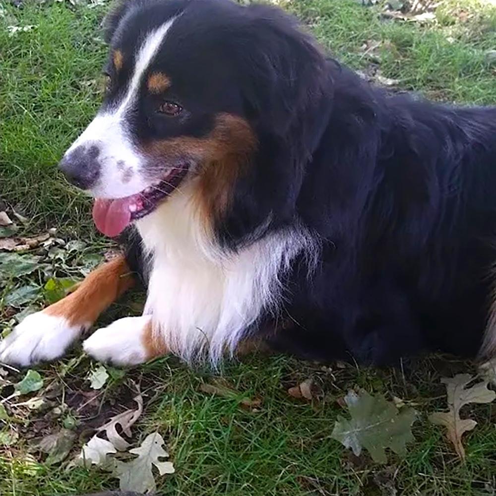 Davis, a beautiful tri-colored dog, is remembered lovingly by his family for the happiness and love he brought into their lives. Here he is lounging on the grass.