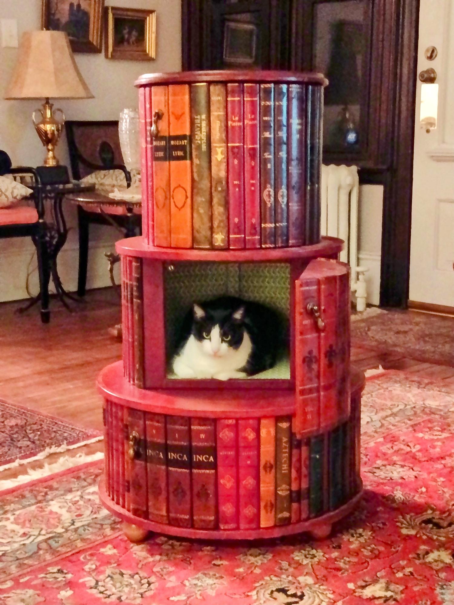 Hidden cat Keely is found curled up inside a hidden compartment of a bookcase, peering out from behind classic book spines.