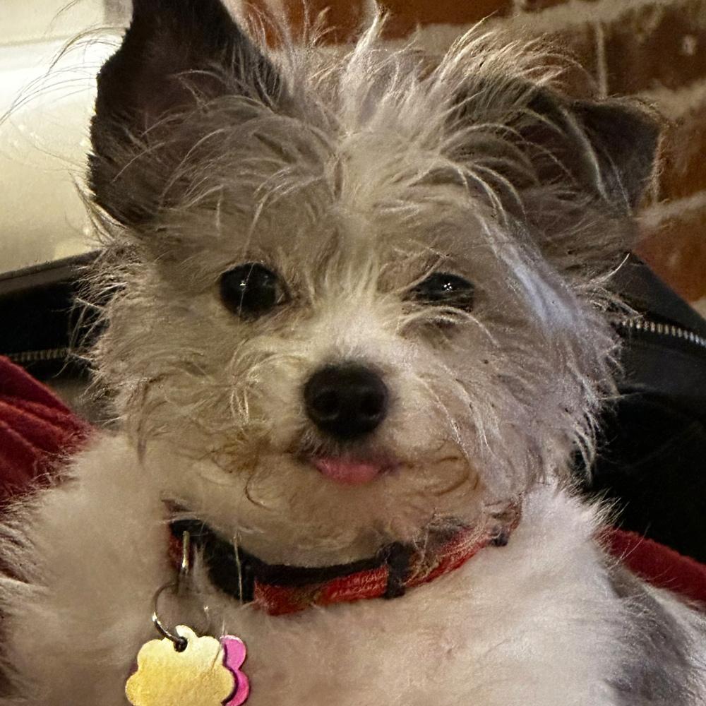 Rescued Morkie Sissy Mae looking adorable with a fluffy coat and tilted ear.