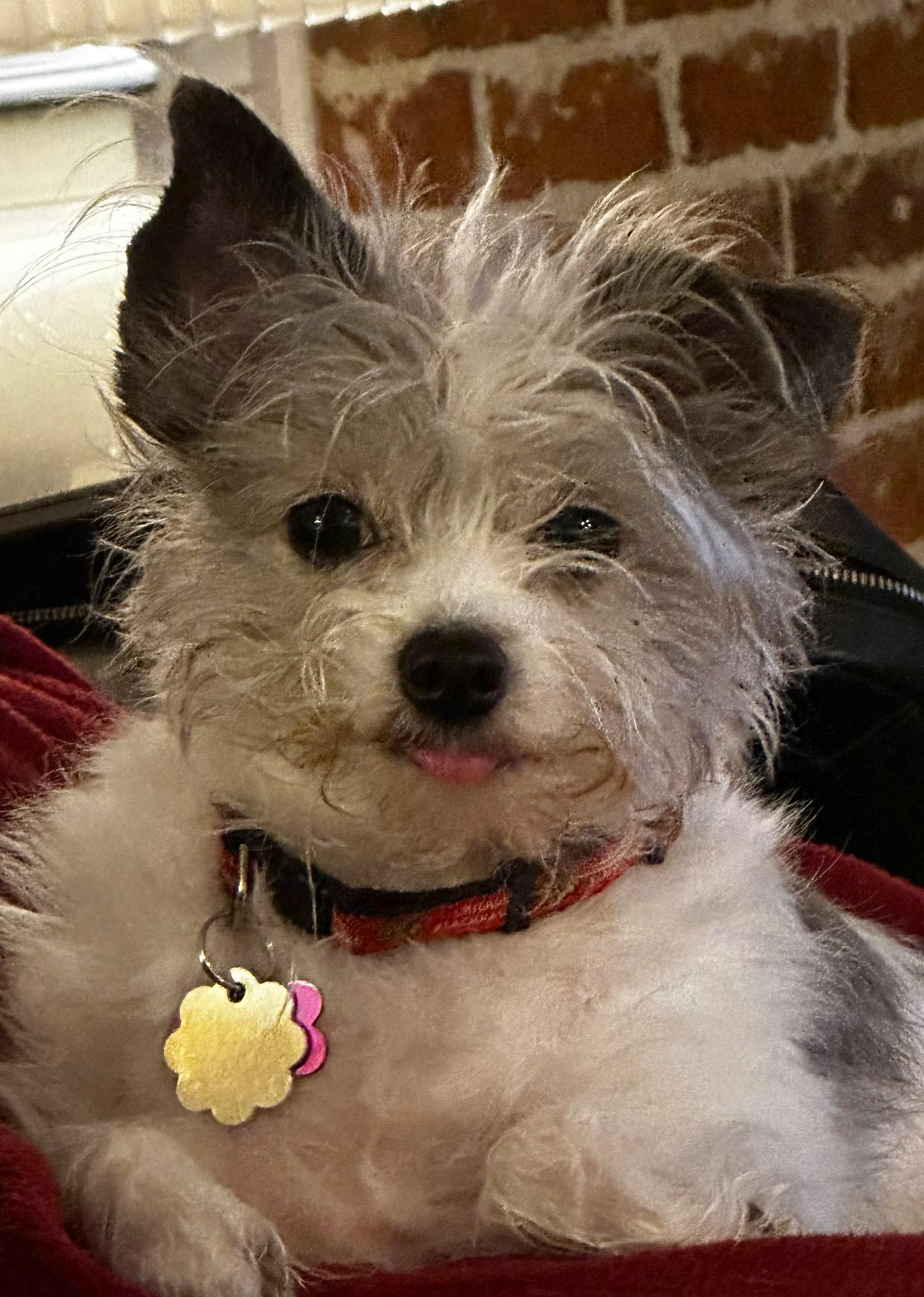 Rescued Morkie Sissy Mae showing her underbite and fluffy fur.