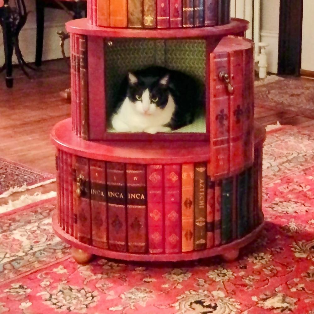 Hidden cat Keely, a cozy tuxedo cat, lounges inside a bookshelf, making it her perfect literary retreat.