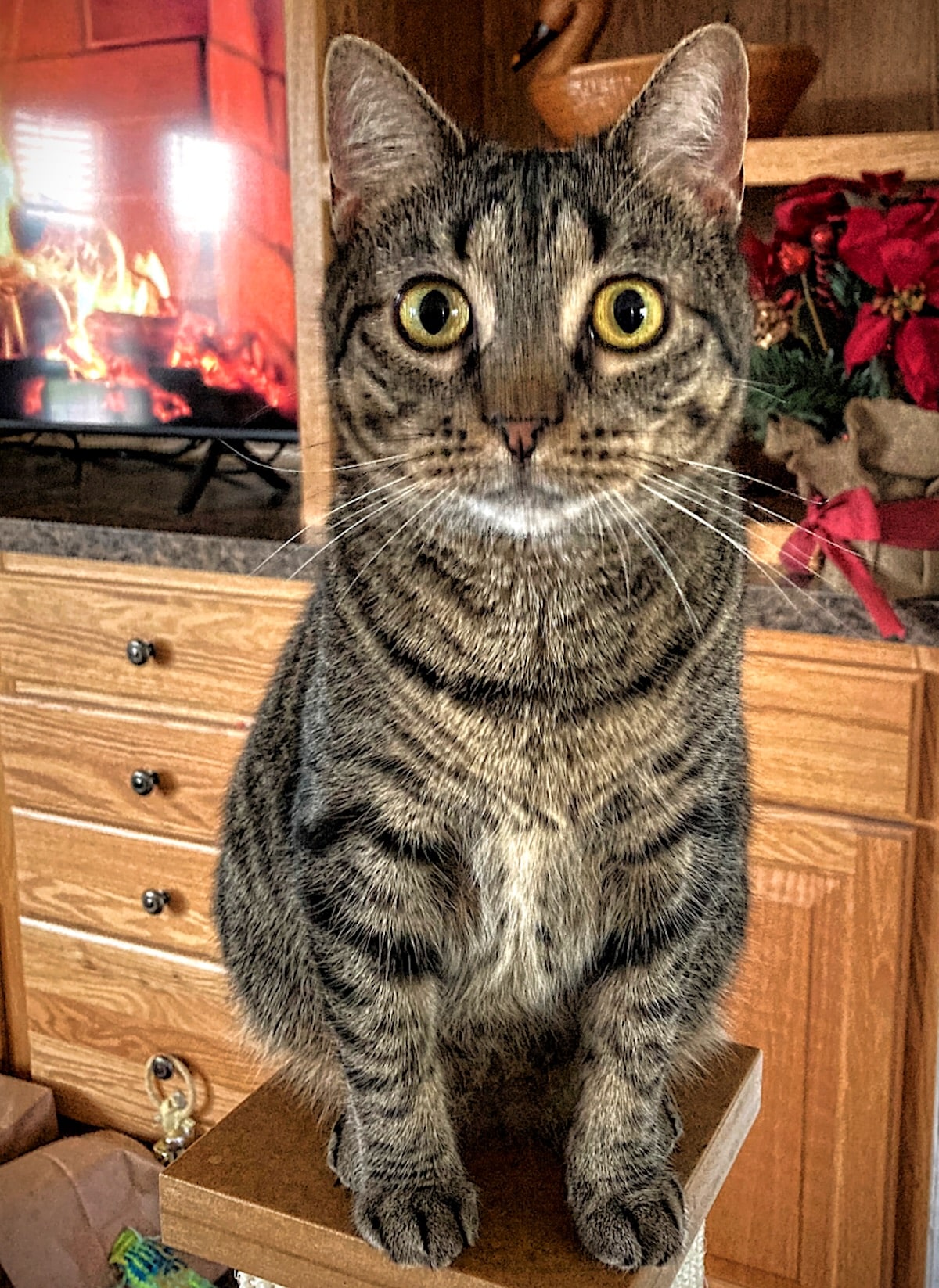 Tabby cat Sheena posed like the queen of the house in a cozy room