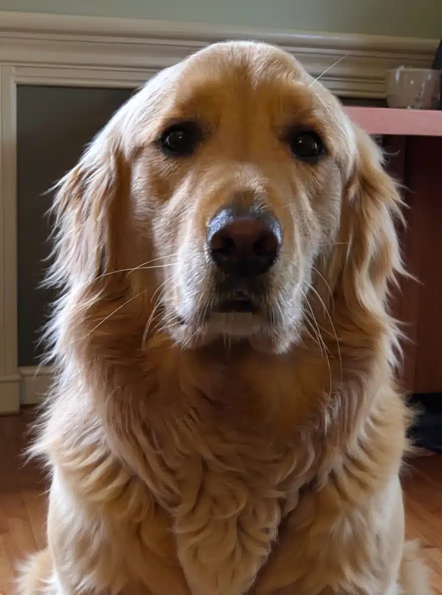 sweet golden retriever Forrest sitting calmly beside owner