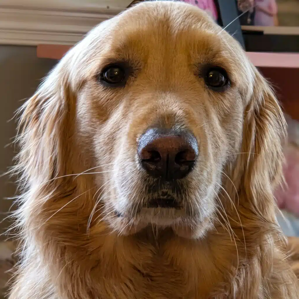 sweet golden retriever sitting calmly as loyal companion