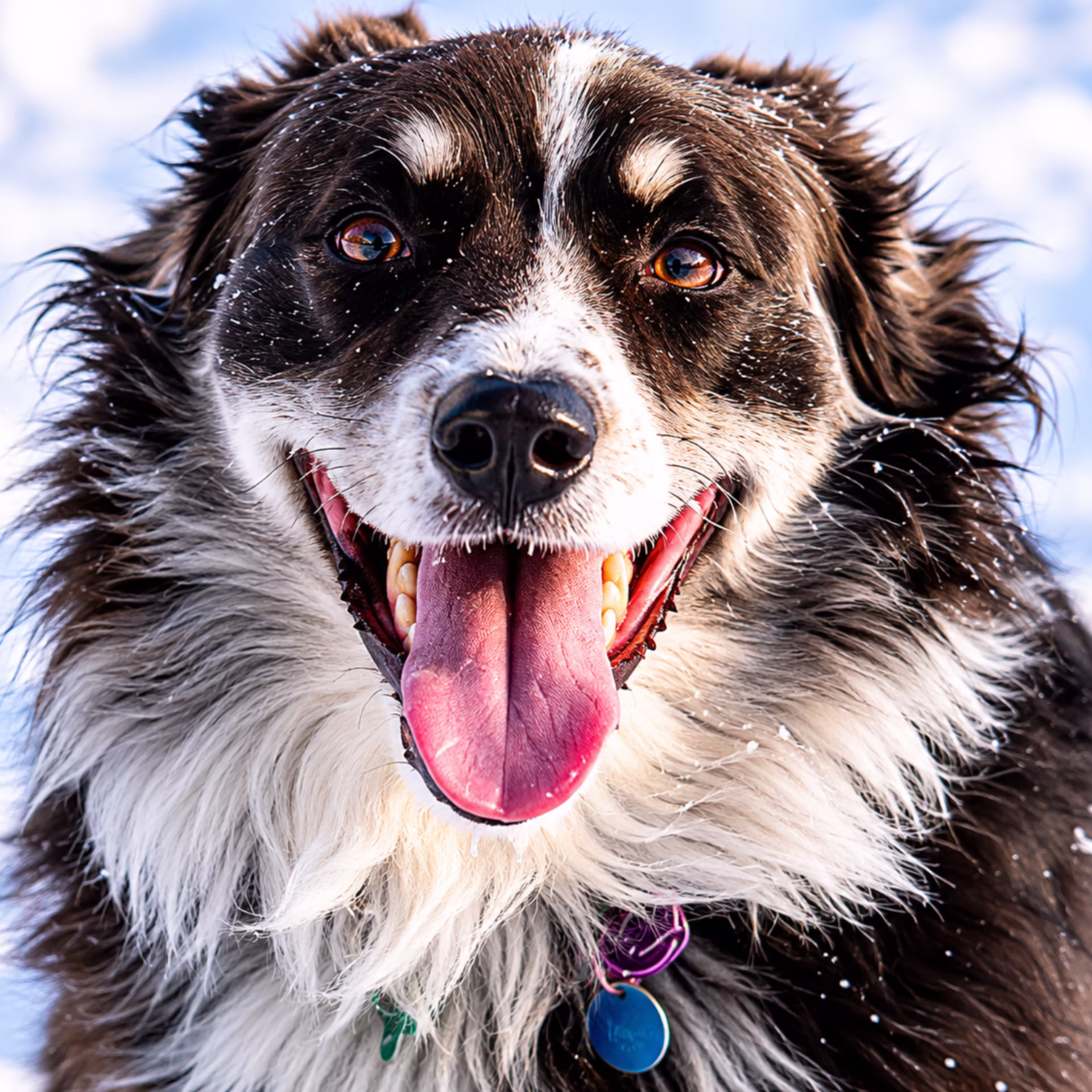 Coco Puff smiling during his first snowy adventure