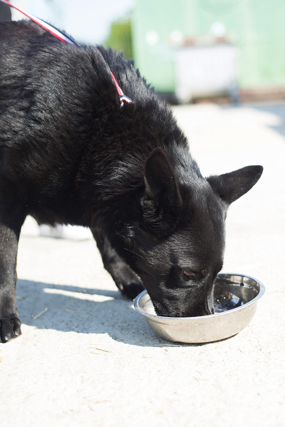 To remove hard-water stains from your dog’s water bowl, pour heated vinegar inside it