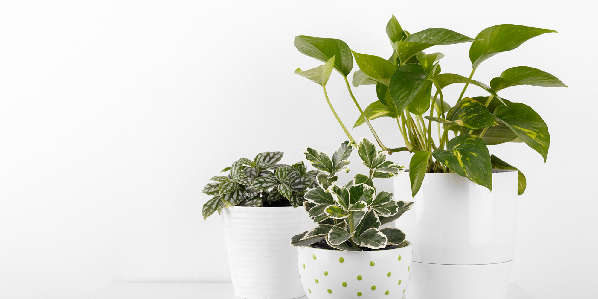 To take dust off live or artificial leaves, lightly dampen a microfiber cloth and wipe over the leaves. This will also add a bit of moisture to the real plants too.