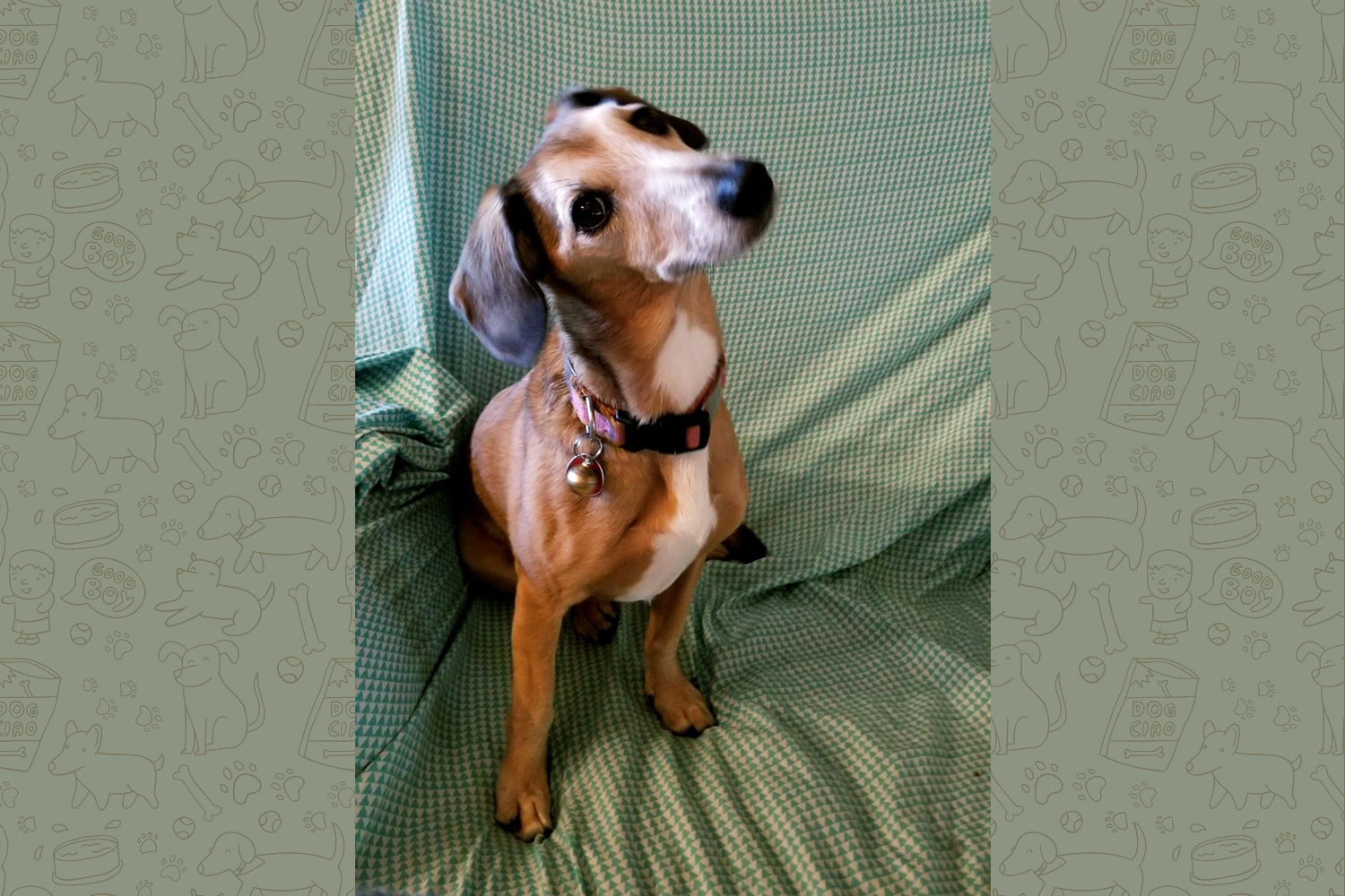 Jay and Dotty sent a picture of their perfectly blended, ten-year-old Jack Russell and Mini Dachshund, Clio. Clio, Dotty says, is a Pure American Brown Dog!