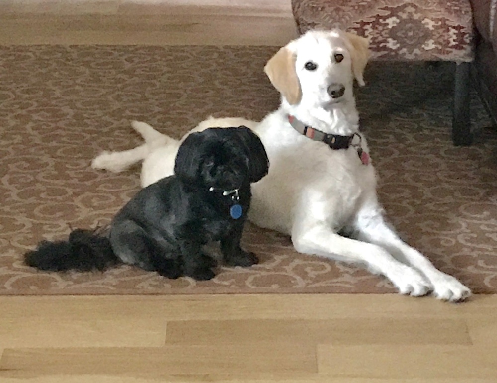 Patricia H. sent two pictures of her Charlie, a Shih Tzu, and Scout, a wire-haired Labradoodle, who sheds like crazy! They remind us of the yin and yang of a new year: Opposite but complementary, out with the old, in with the new. Big changes!