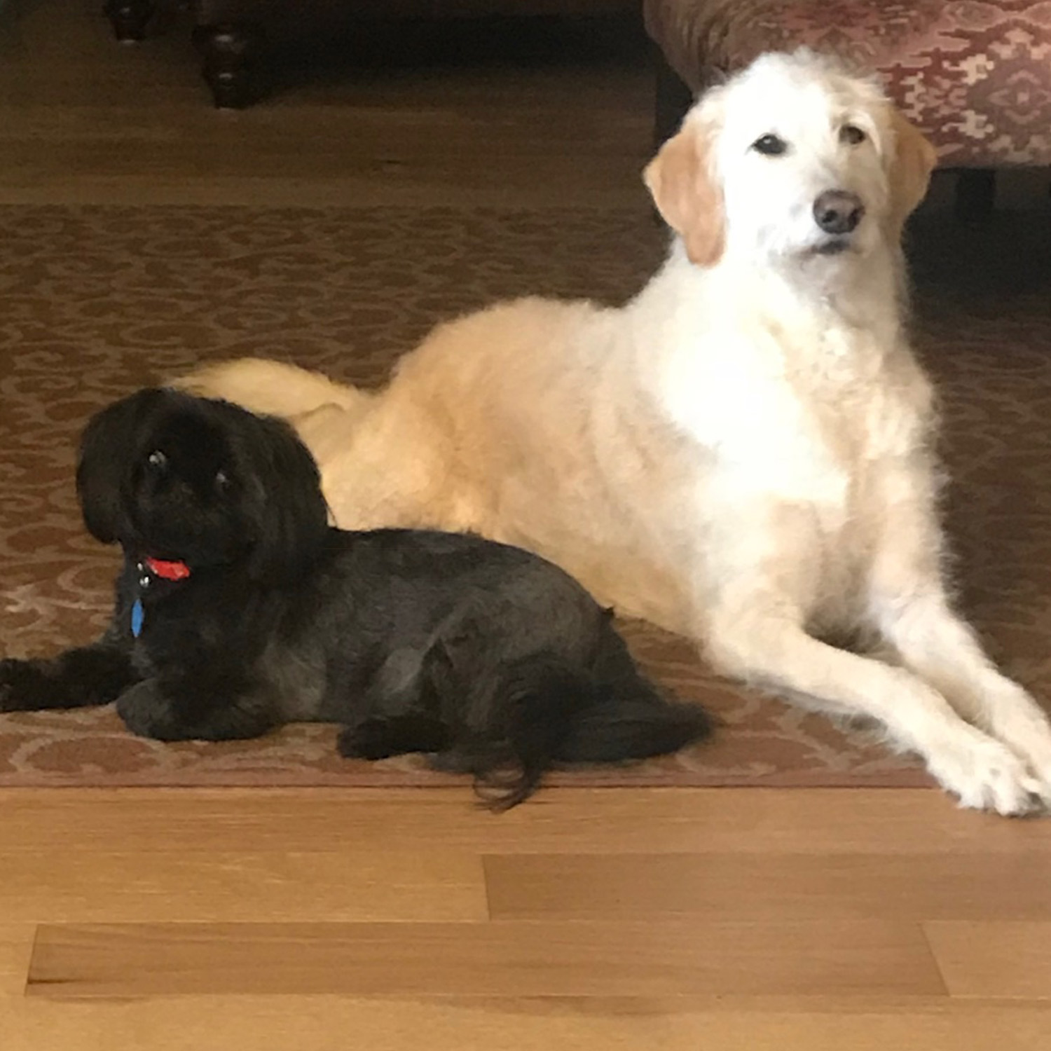 Patricia h Sent two pictures of her charlie a shih tzu and scout a wire haired labradoodle who sheds like crazy They remind us of the yin and yang of a new year opposite but complementary out with the old in with the new Big changes