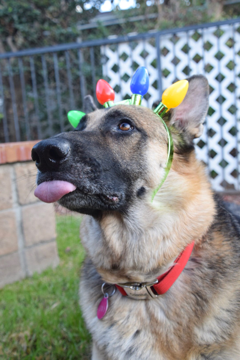Doris H. sent a picture of her adorable six-year-old German Shepherd Ziva, wearing a headband of festive Christmas lights while being silly with her tongue sticking out!