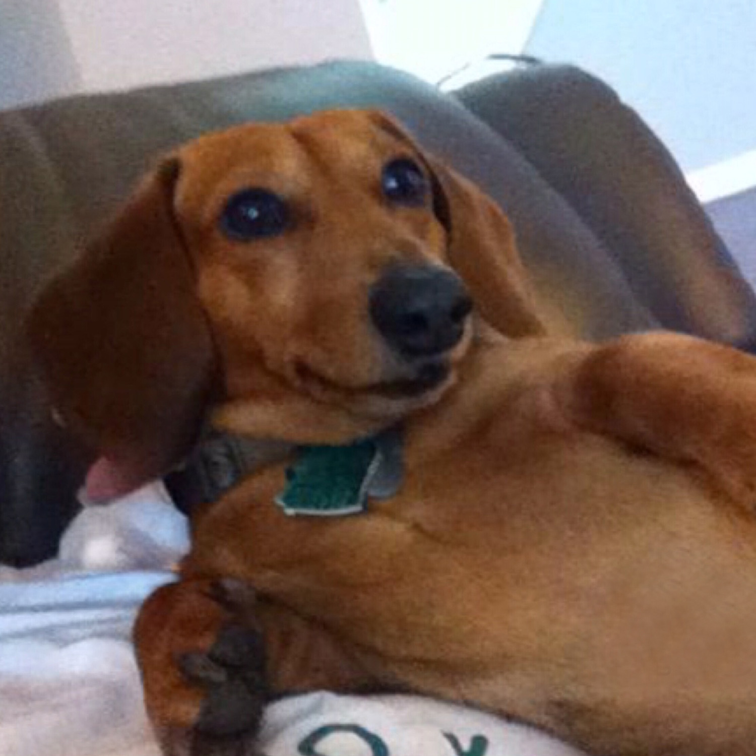 Cindy c Wanted to share her dachshund petey