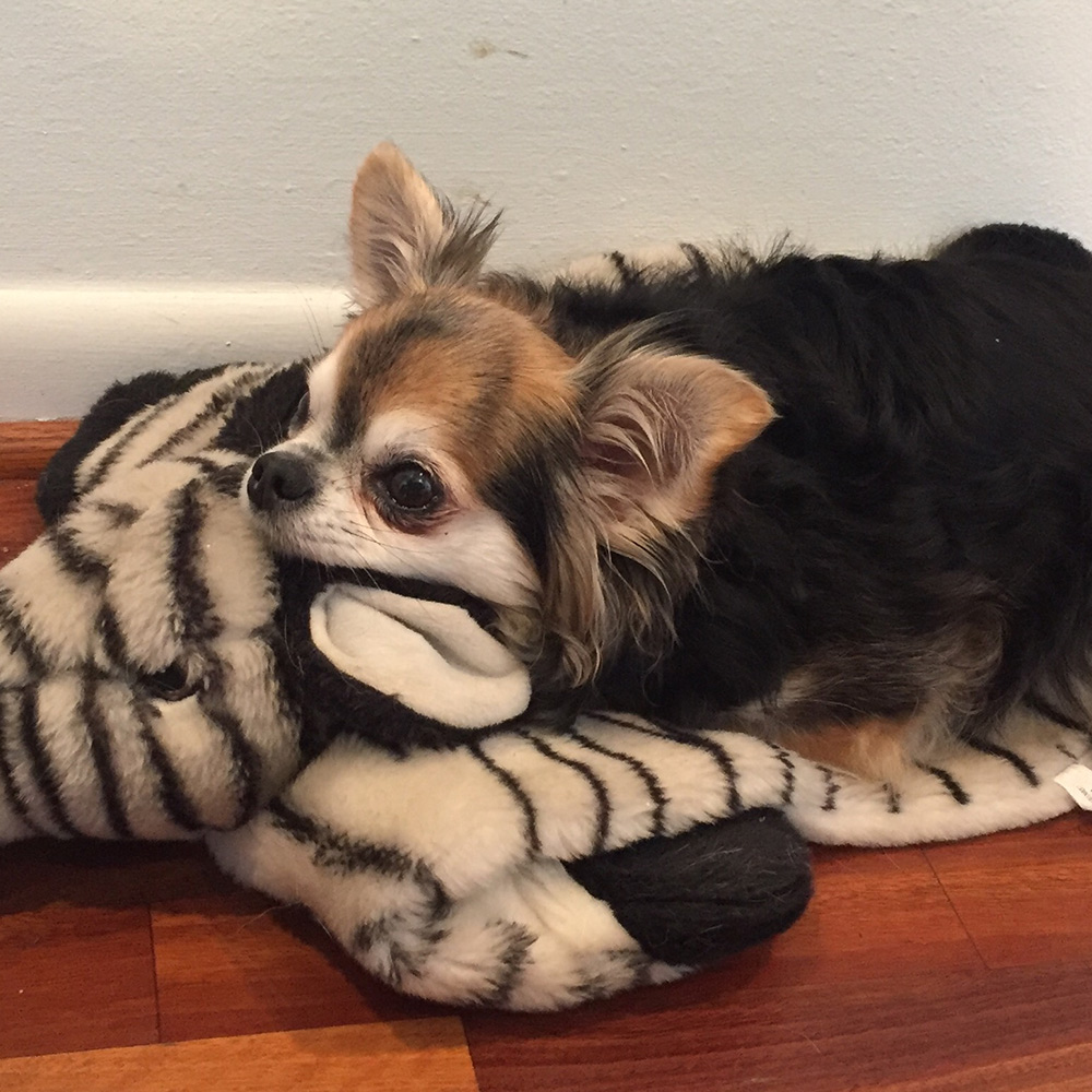 Sharon b In houston tx sent a picture of her brown and black long haired chihuahua angel resting on top of her snuggly toy zebra too cute