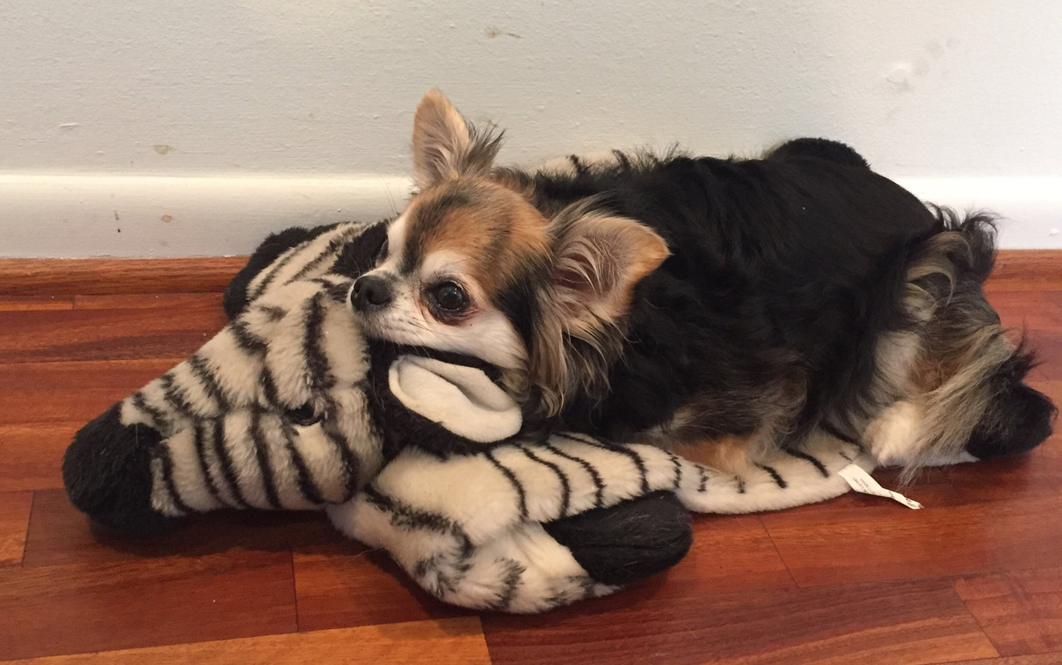 Sharon B. in Houston, TX sent a picture of her brown and black,  long-haired Chihuahua, Angel, resting on top of her snuggly toy zebra – too cute!