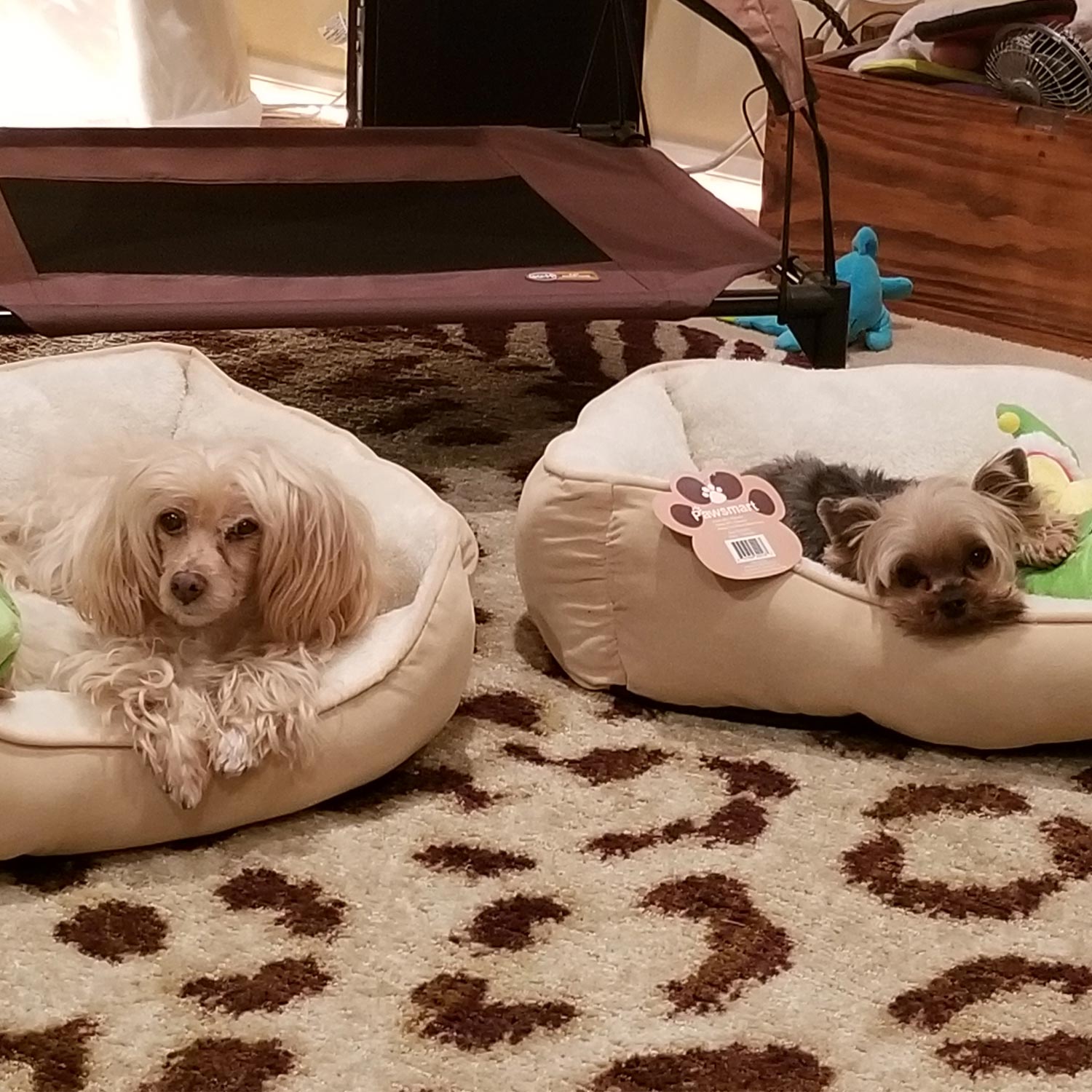 Pamela g In menifee ca sent a picture of her two furry family members chipper and william in their dog beds each with a new toy from santa paws