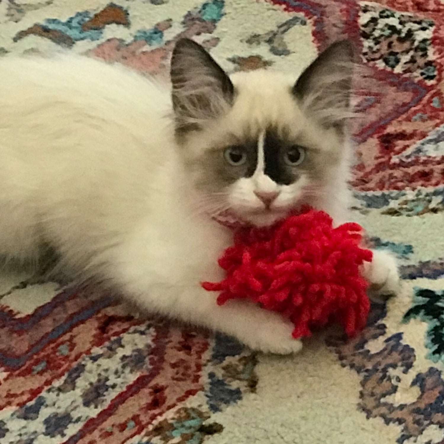 Trina s Shared a picture of her kitten smudgie adopted from animal care services in long beach california Smudgie loves her red yarn toy