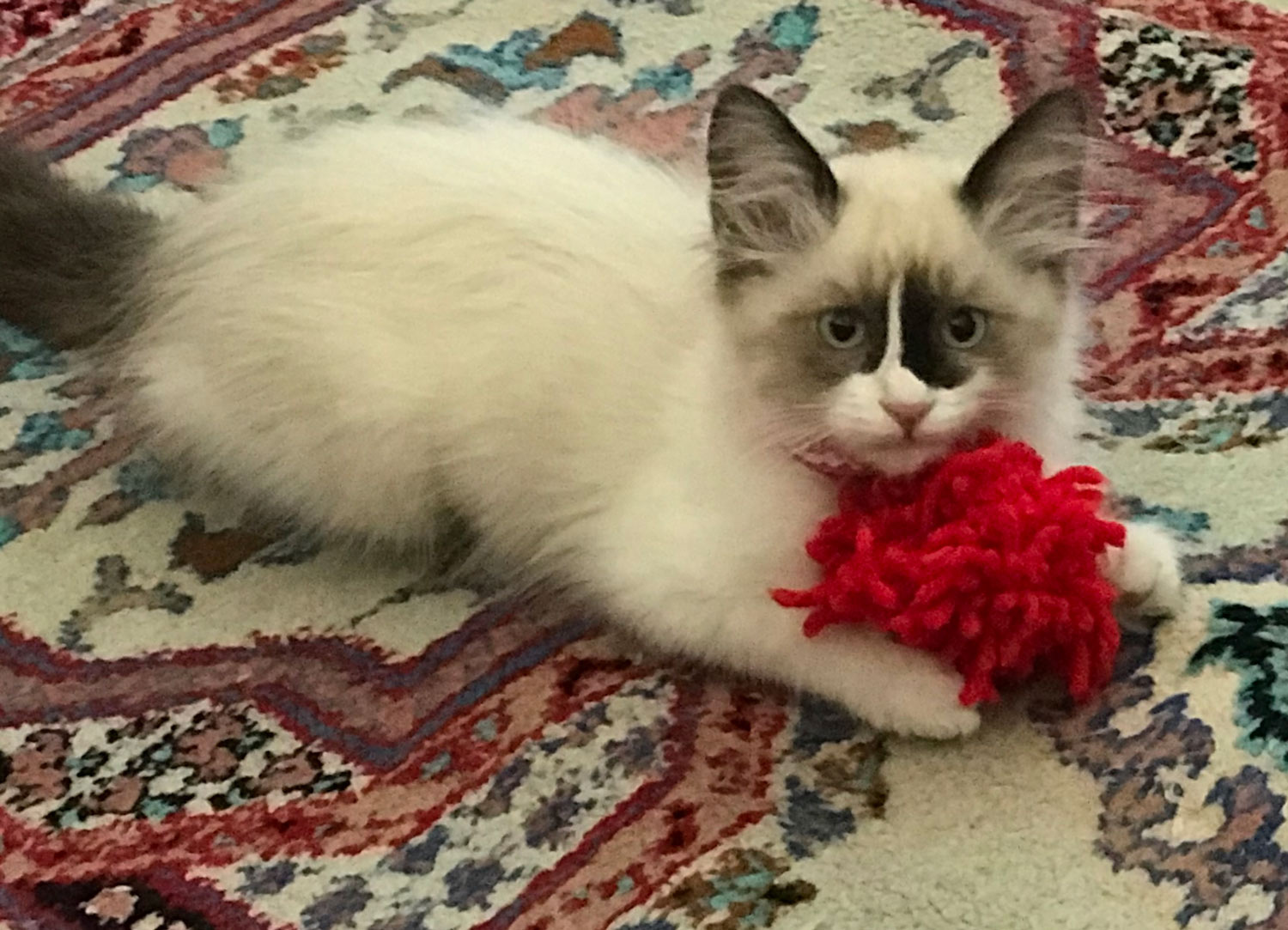 Trina S. shared a picture of her kitten “Smudgie“, adopted from Animal Care Services in Long Beach, California. Smudgie loves her red yarn toy
