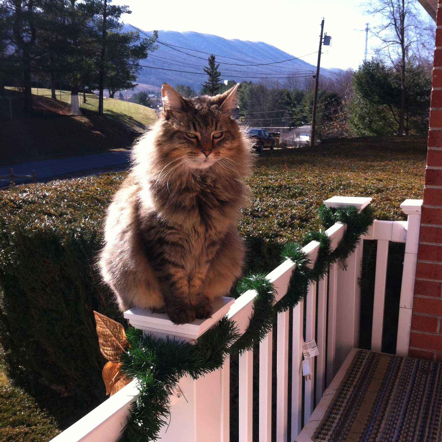 A reader sent a picture of her gorgeous long haired green eyed cat sophie sitting on the front porch railing with beautiful long white whiskers Sophies the welcoming committee apparently