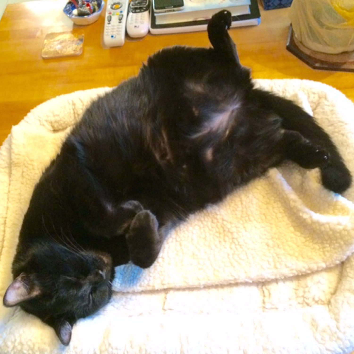 Marjorie m In seabrook tx sent a picture of louie her gorgeous all black bombay cat who is friendly and talkative Here he is enjoying his new bed on the desk in marjories home office