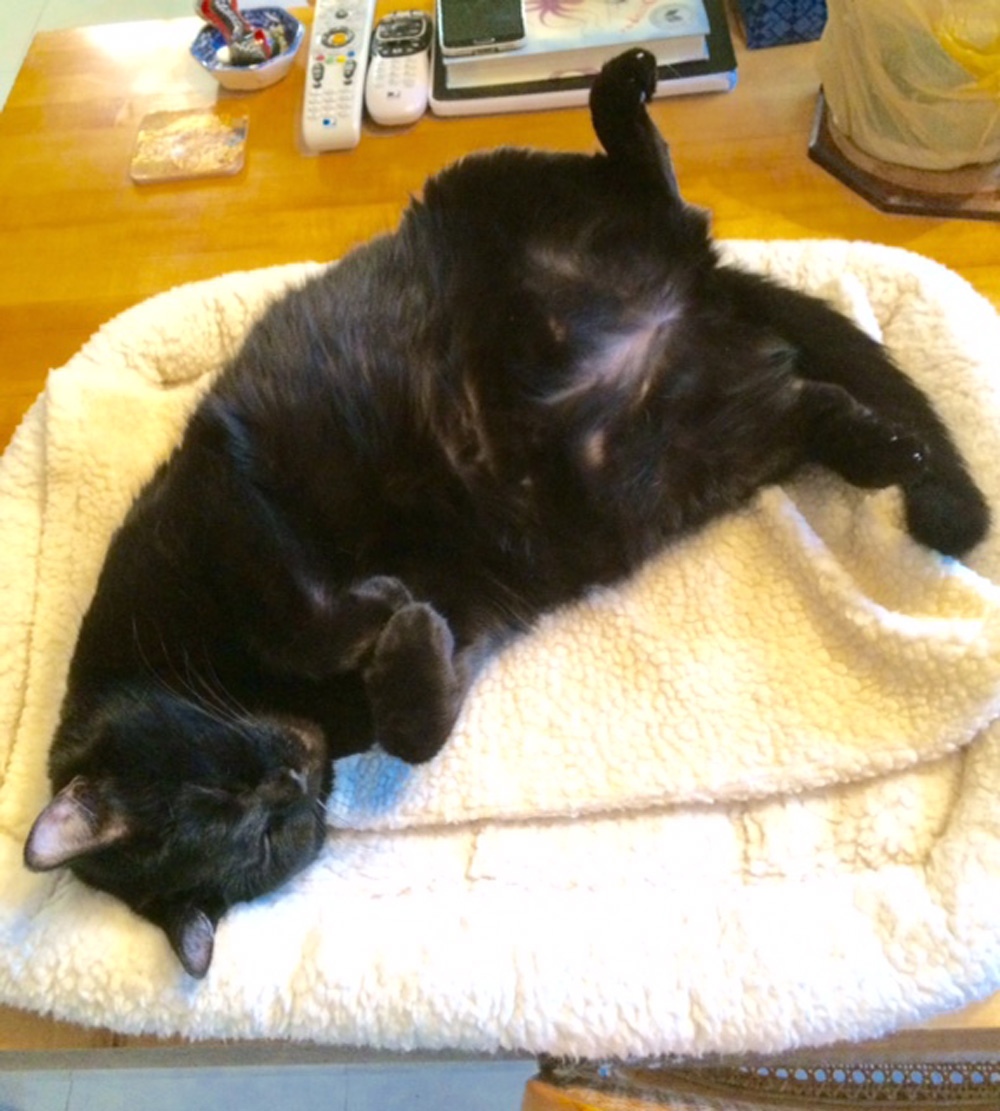 Marjorie M. in Seabrook, TX sent a picture of Louie, her gorgeous all black Bombay cat, who is friendly and talkative. Here, he is enjoying his new bed, on the desk in Marjorie’s home office!