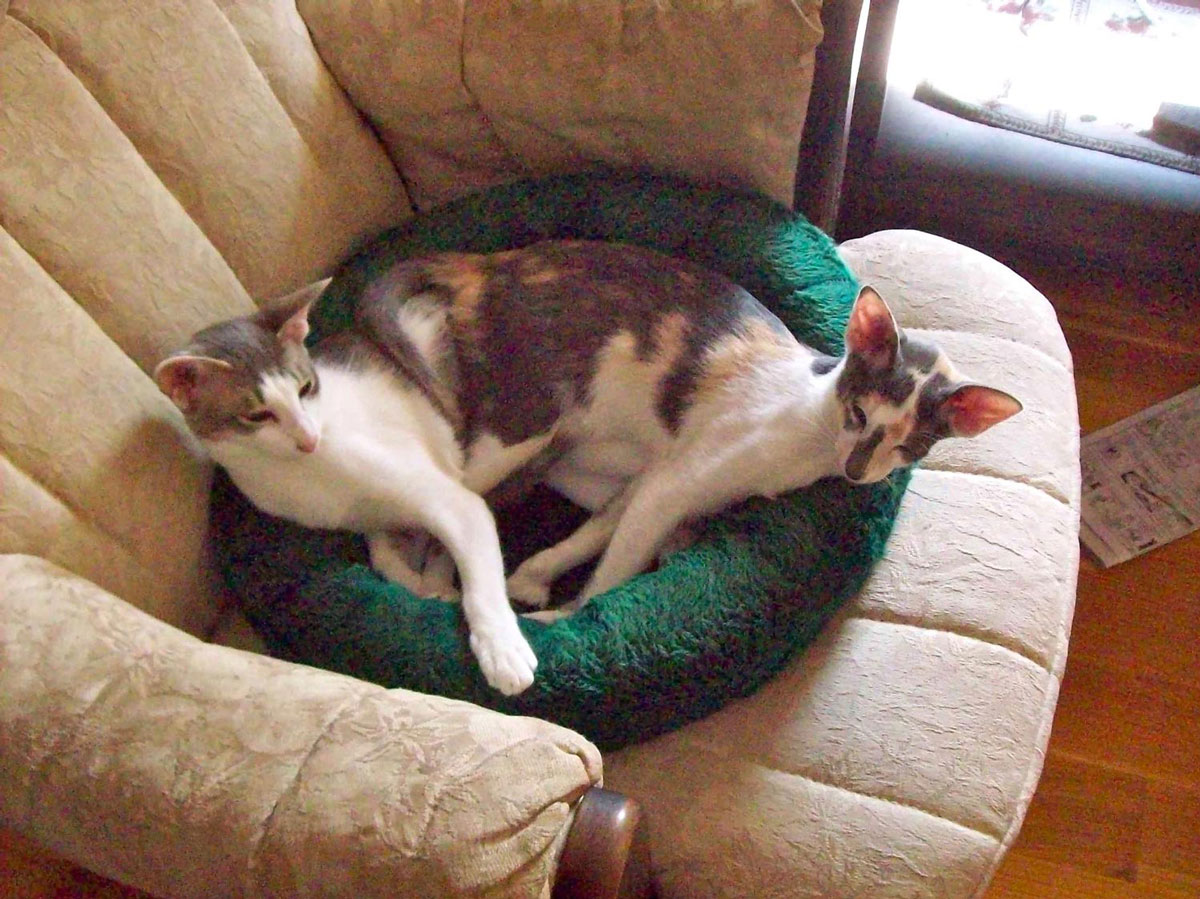 Susan K. in Rochester, NH sent a picture of her two Oriental Shorthair cats, Chloe and Dora, who appear to have merged into one.