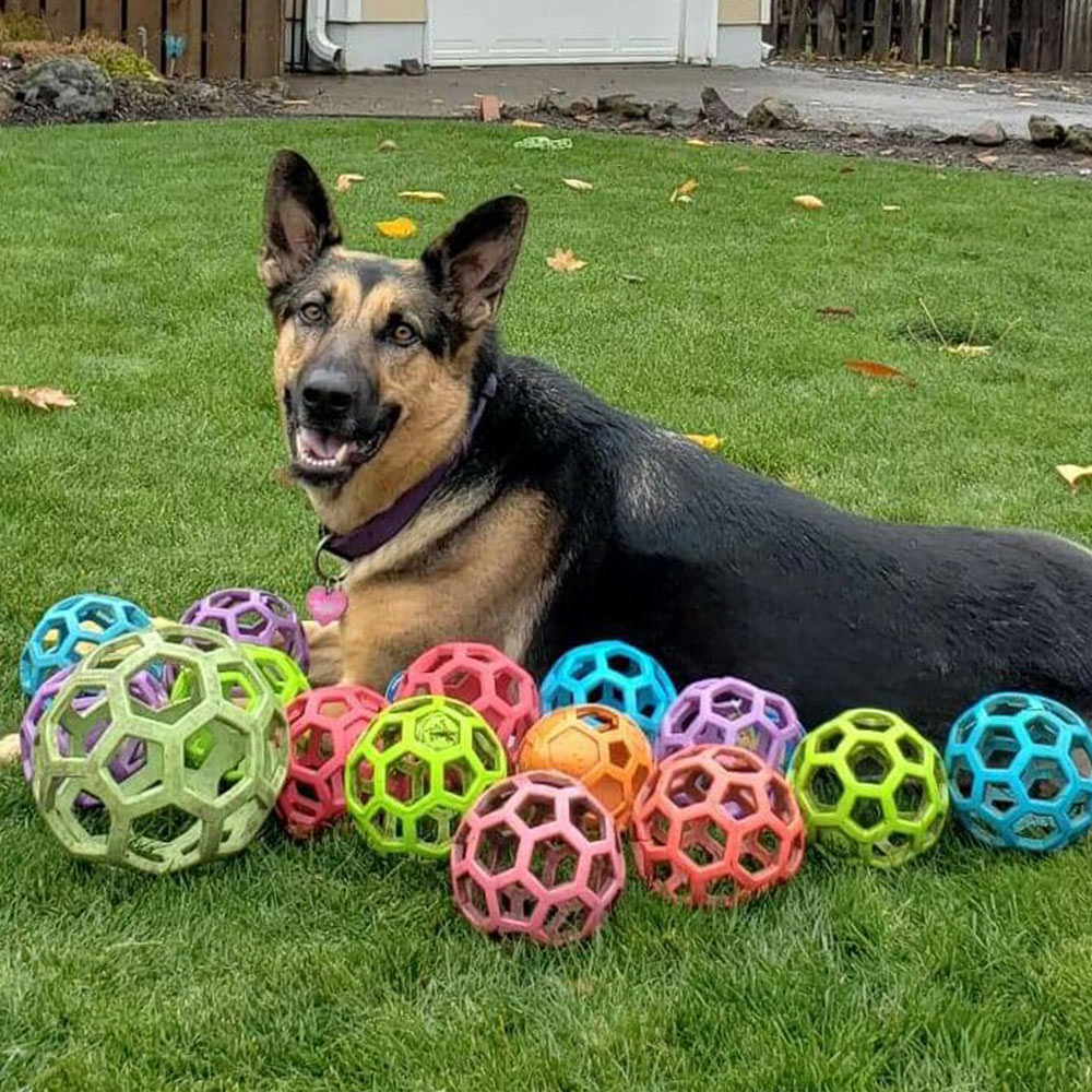 Linda m Sent a picture of her gorgeous smiling german shepherd lucy belle playing in the yard with some colorful balls