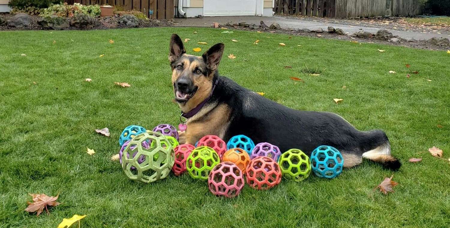 Linda M. sent a picture of her gorgeous, smiling German Shepherd, Lucy Belle, playing in the yard with some colorful balls.