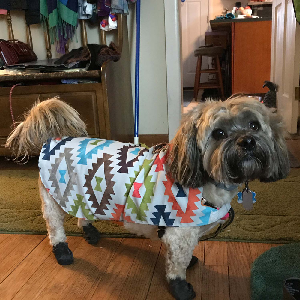 Angie h In kingston ny sent a picture of her woofie he is sporting some waterproof dog boots and a rain slicker